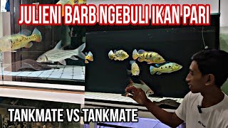 Terpaksa Keluarin Ikan Julieni Barb || Penyebab Tankmate lain serang Ikan Pari .