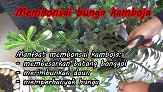 Membonsai bunga Kamboja  menjadikan batang besar dan daun lebat