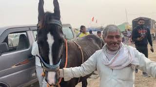 गढ़मुक्तेश्वर गंगा मेला – गढ़ गंगा मेला 2023 Ganga Mela 2023 | Ganga tigri Mela 2023| Dancing Horse