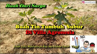 Buah Tin Buah Surga Tumbuh Subur