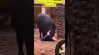 برغم انه حيوان؟! #tiktok #explore #السعودية #youtubeshorts #ترند_السعودية #like #shorts #short