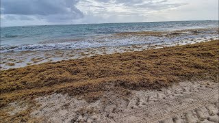 "Sargazo en el Caribe: ¿Problema o Recurso? Todo lo que Necesitas Saber"