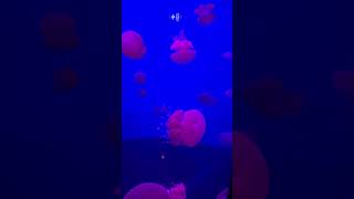 Jellyfish #shortfeed  #shortsyoutube  #shortvideo #shortviral #shorts #jellyfish