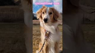 🌹Dogs Know LOVE best🩷 #sweetdog #cutedog #love #collie #dogmom #dogvideo #shorts #viral #aussie #dog