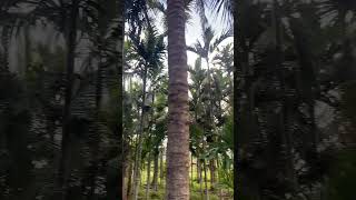 Supari Plantation -: Karnataka