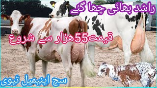 03466152628 |cholistani friesian cross cow | cholistani cow | jersey sahiwal crossbreed |jersey cow