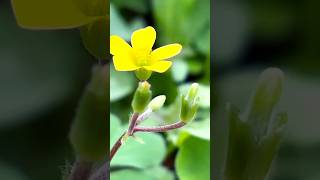 The flowers are lovely and the birds sing【花は可愛くて鳥は鳴く】#flowers #nature #shorts