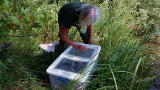 7 Mergansers are Released - August 2020