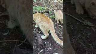 anak kuciing Kebun #animals #cat #shorts