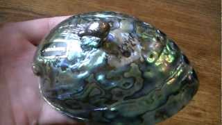 storage wars tips Treasure i found in storage unit locker NEED HELP paua abalone shell paperweight