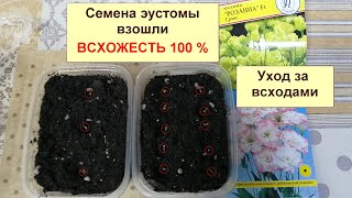 Эустома. Всхожесть 100%. Всходы после посадки в домашних условиях.  Уход за всходами.