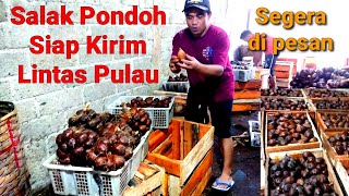 Salak Pondoh Siap Kirim Keberbagai kota dan Lintas Pulau