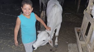 João ganhou um bezerro