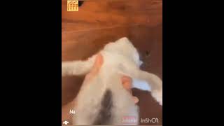 #Shorts malingerer, prank, funny animals, симулянт, приколы с животными, смешные животные