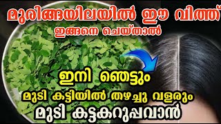 വീട്ടിൽ മുരിങ്ങ ഉണ്ടോ?? മുടി തഴച്ചു വളരാനും കറുത്ത് വരാനും /muringa hair care /malayalam