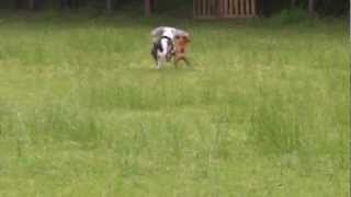 American Bull and Staffie Buster and Diesel argueing over a toy.