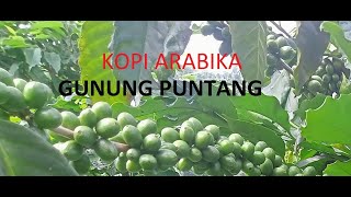 Survey Kebun Kopi Arabika Gunung Puntang | Cimaung Bandung#kopi#kopiarabika#kebunkopiarabika