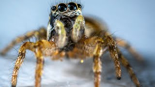 House Spiders are on the RISE! Vicious or Harmless?