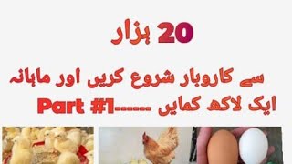 poultry business free rang #organic #hatching #incubator۔ part 1