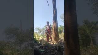 Chainsaw man Amazing cutting big trees | Mang Kadik | yamamax pro gx 58 STAR