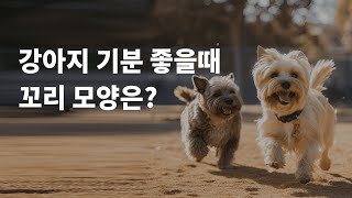 강아지꼬리 모양으로 알아보는 기분상태는?