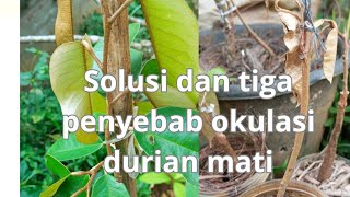 solusi dan tiga penyebab okulasi durian mati