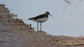 Piro piro culbianco ( Tringa ochropus )