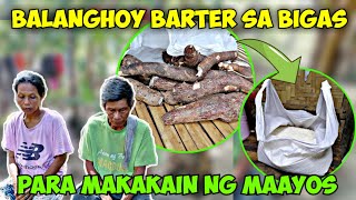 BALANGHOY PINAPAPALITAN NG BIGAS PARA MAKAKAIN