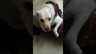 ankho se sab samjhata #buzothelabrador #labrador #shorts