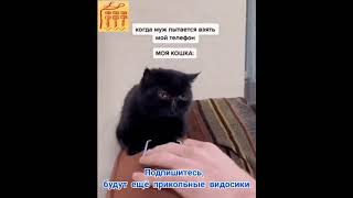 #Shorts котик - помощник, смешные животные, мем прикол