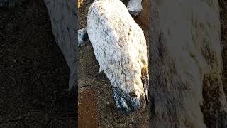 Pingüinos muertos en una playa 😕