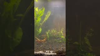 10 Gallon Fish Tank Setup Update. Things are getting out of control. Baby Guppies. Freshwater Plants