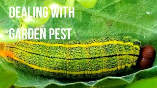 How to deal with garden pests without chemicals - 5 Ways