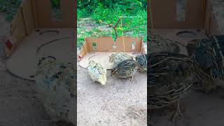 Quail​ Trap Amazing Unique Creativity and hole