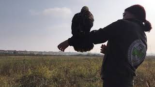 Release of rehabbed  European honey buzzard