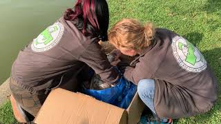 Release of an treated swan