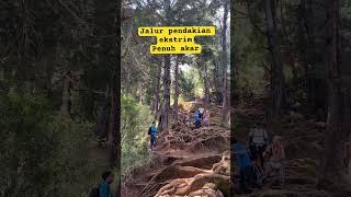 Jalur pendakian gunung prau full akar #shorts #alam #pendaki