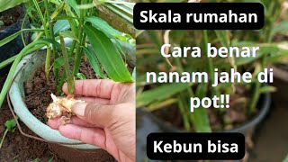 cara benar nanam jahe di pot skala kecil rumahan