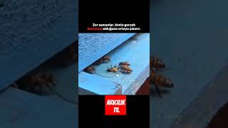 arı arıcılık bee bees пчела मधुमक्खी Biene бджола abeille abeja abelha نحلة bleta méh bij pčela ari