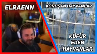 Elraenn - Küfür Eden ve Konuşan Hayvanları İzliyor !