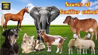 Sounds of wildlife animals, familiar animals cats, dogs, horses, Elephants, cows, Part 2