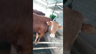 Looks fresh after bath.... 🐮 #cattle #cow #farm #short #shorts #shortvideo #fyp