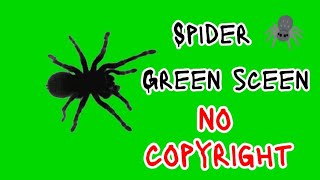 Spider green screen || green screen spider || #spider #greenscreen