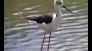 Echasse blanche ( Himantopus himantopus )