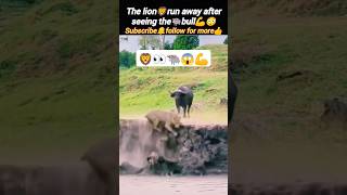 Lion🦁run away after seeing the bull | bull vs Lion | Lion vs baffalo | @Wildshikaari007 | #shorts