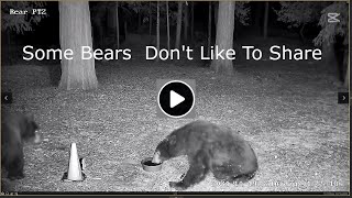 Some Bears  Don't Like To Share