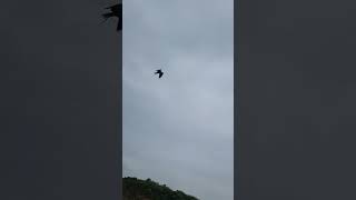 Black shouldered kite free fly | black winged kite training 👌