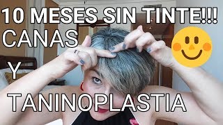 MI EXPERIENCIA EN 10 MESES SIN TINTE+ CANAS Y TANINOPLASTIA