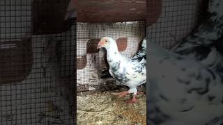 #pigeon #nasal #birds #video #shots  #youtubeshort