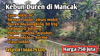 Dijual Kebun Durian Musangking di Mancak